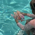 SunnyLife - Dive Buddies Melody the Mermaid Set of 3