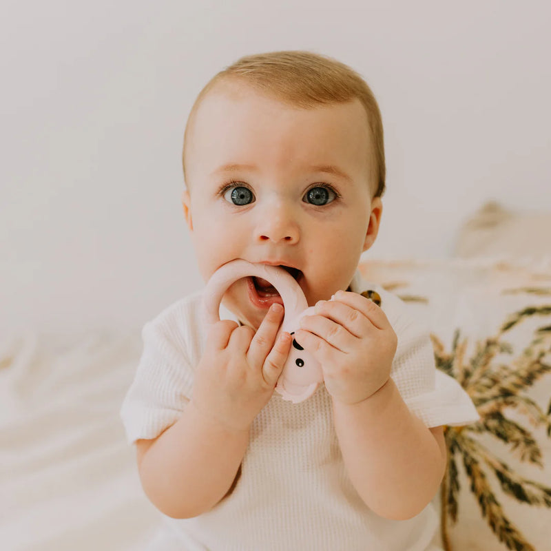 Jellystone - Koala Teether - Eucalyptus